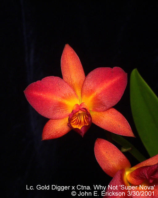Laeliocattleya Gold Digger x Ctna. Why Not Super Nova