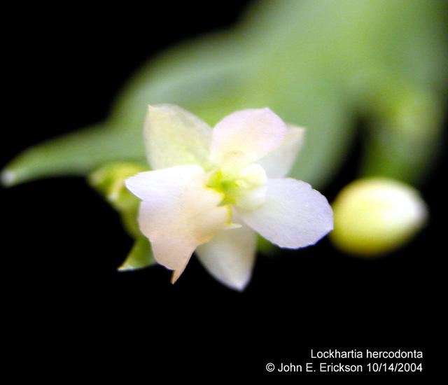 Lockhartia hercodonta