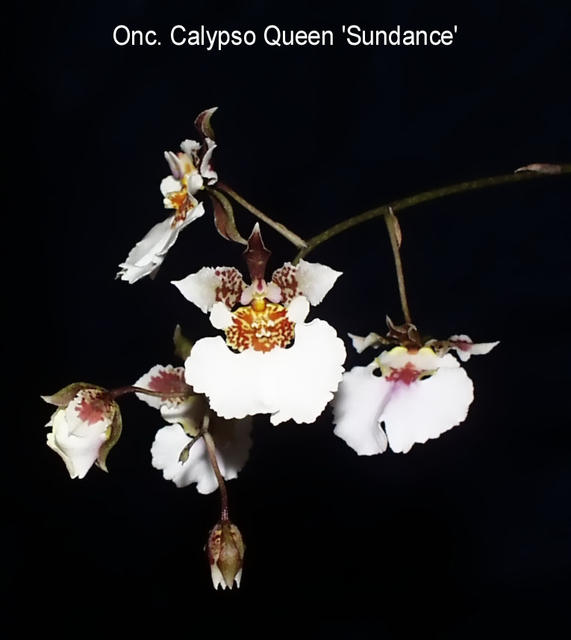 Oncidium Calypso Queen 'Sundance'