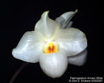 Paphiopedilum Armeni White