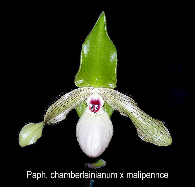 Paphiopedilum chamberlainianum x malipennce