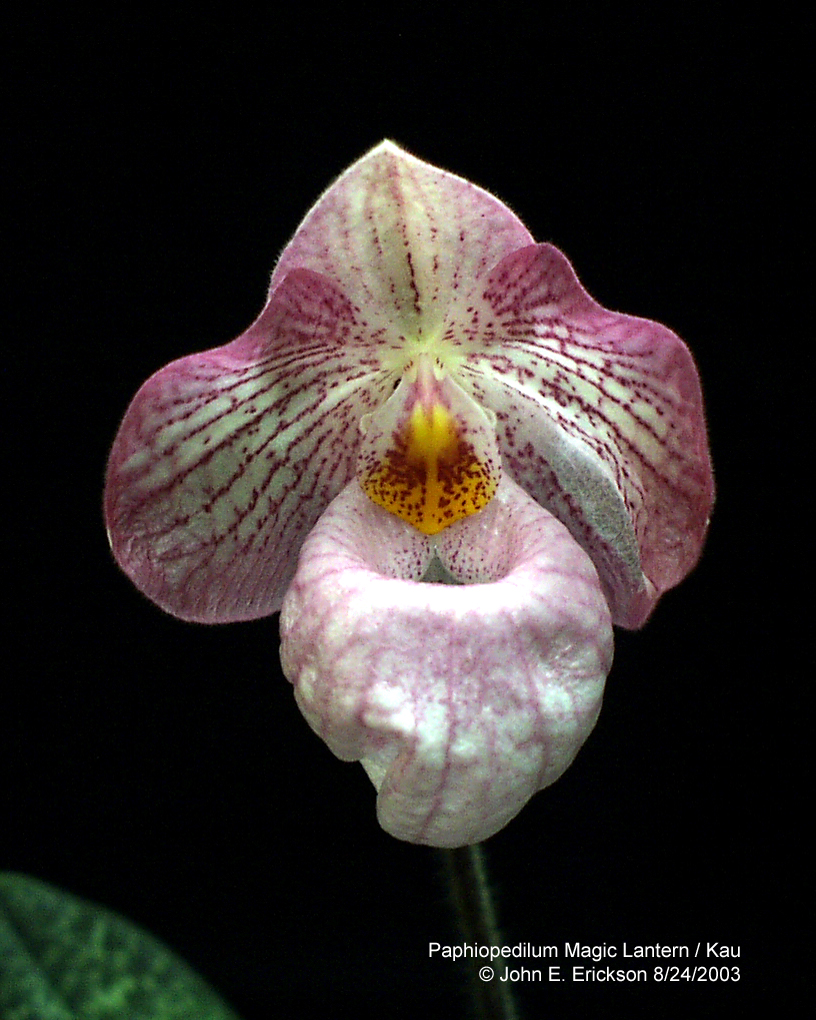 Paphiopedilum Magic Lantern