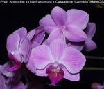 Phalaenopsis Aphrodite x (Ida Fakumura x Cassandra 'Camela'