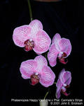 Phalaenopsis Happy Valentine x Phal. Carmela's Stripe