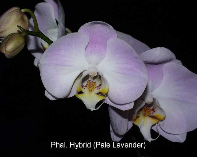 Phalaenopsis Hybrid (Pale Lavender)