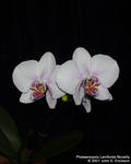 Phalaenopsis Lemforde Novelty