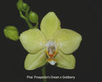 Phalaenopsis Prospector's Dream x Goldberry