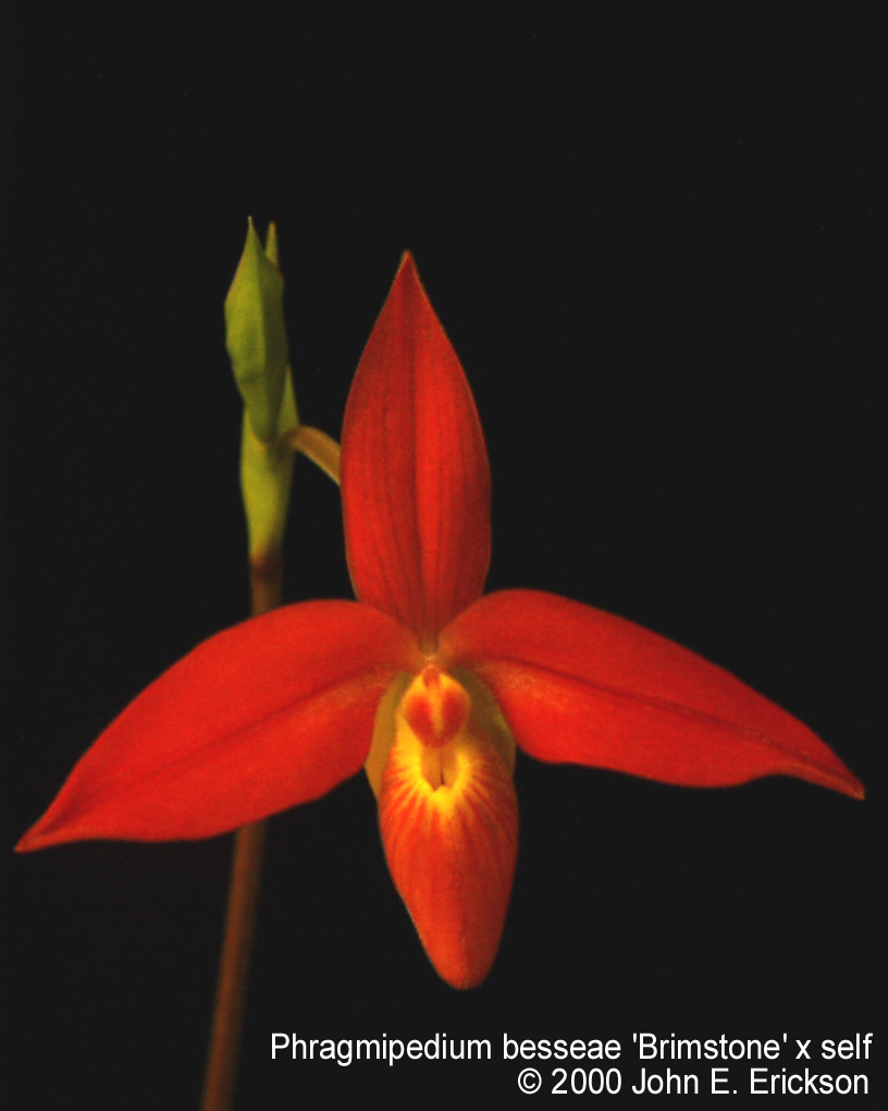 Phragmipedium besseae Brimstone x self