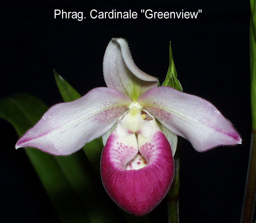Phragmipedium Cardinale 'Greenview'