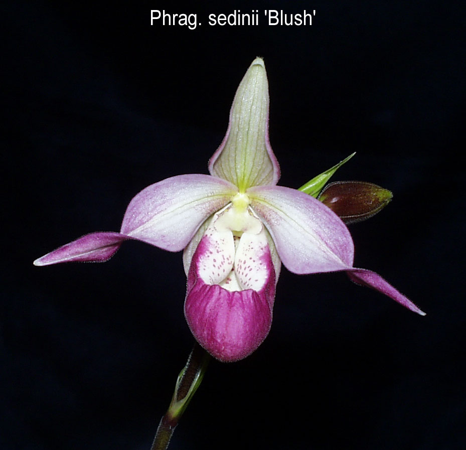Phragmipedium Sedinii 'Blush'