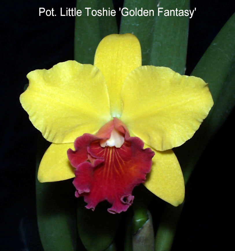 Potinara Little Toshie 'Golden Fantasy'