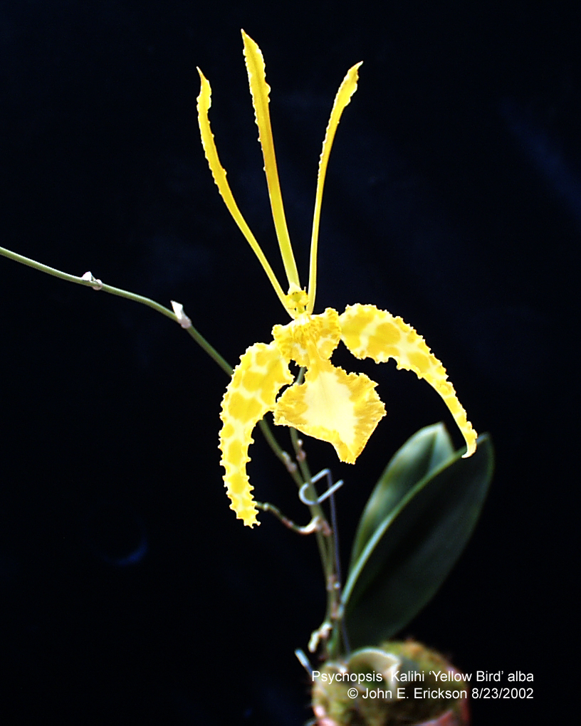 Psychopsis  Kalihi Yellow Bird alba