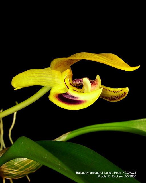 Bulbophyllum dearei 'Longs Peak'