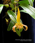 Bulbophyllum lobbii 'Kathys Gold' AM/AOS