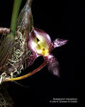 Bulbophyllum macranthum