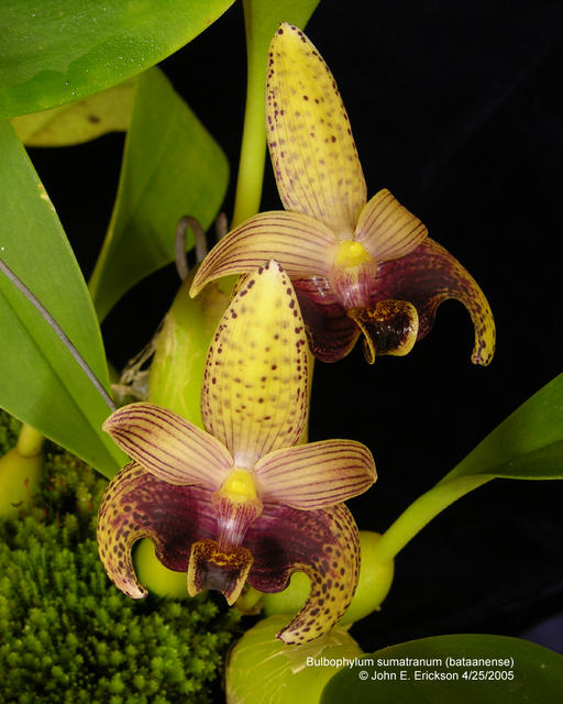 Bulbophyllum sumatranum (bataanense)
