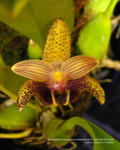 Bulbophyllum sumatranum (bataanense) ‘Longs Peak’