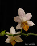 Phalaenopsis Mini Mark ‘Holm’
