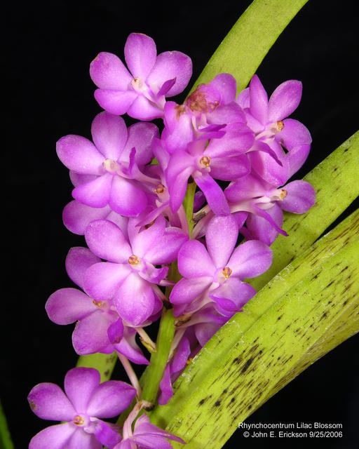 Rhynchocentrum Lilac Blossom