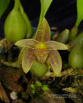 Bulbophyllum lobbii var siamense