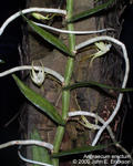 Angraecum erectum
