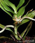 Angraecum firthii