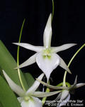 Angraecum Veitchii 'White Star'
(Angcm eburneum x Angcm sesquipedale)