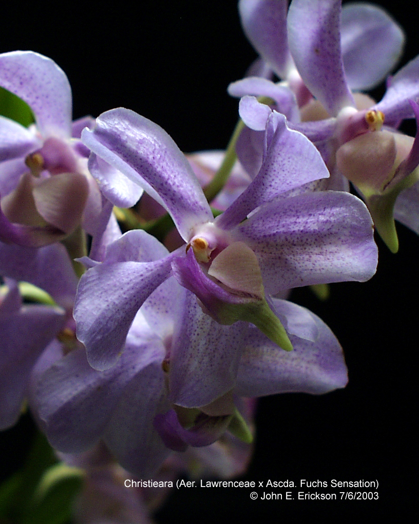 Christieara (Aer. Lawrenceae x Ascda. Fuchs Sensation)