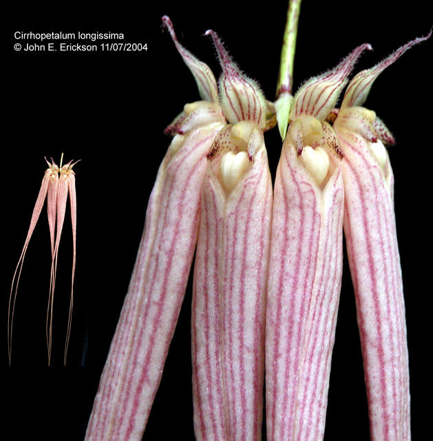 Cirrhopetalum longissima