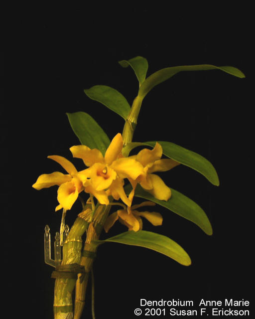 Dendrobium  Anne Marie