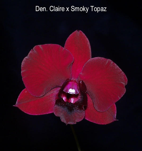 Dendrobium Claire x Smoky Topaz