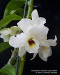 Dendrobium Everest Super White