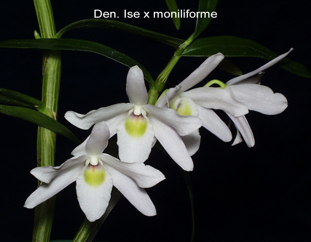 Dendrobium Ise x moniliforme