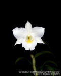 Dendrobium Judith Nakayama H&R Supreme