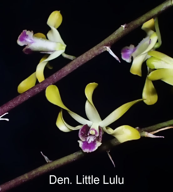 Dendrobium Little Lulu