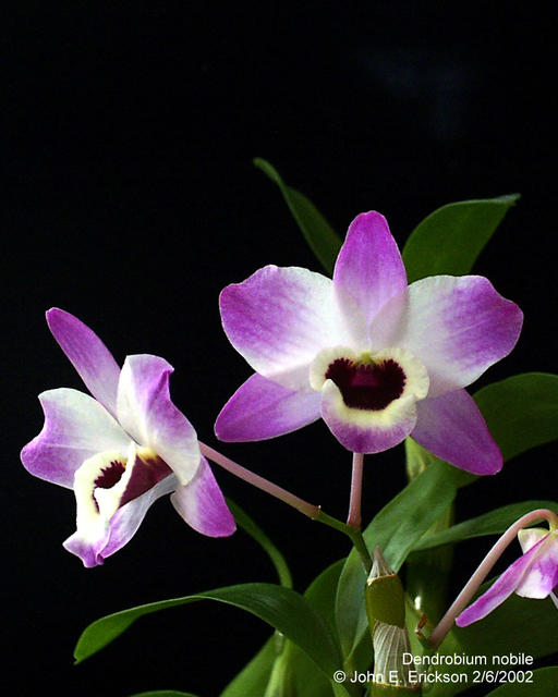 Dendrobium nobile (1)