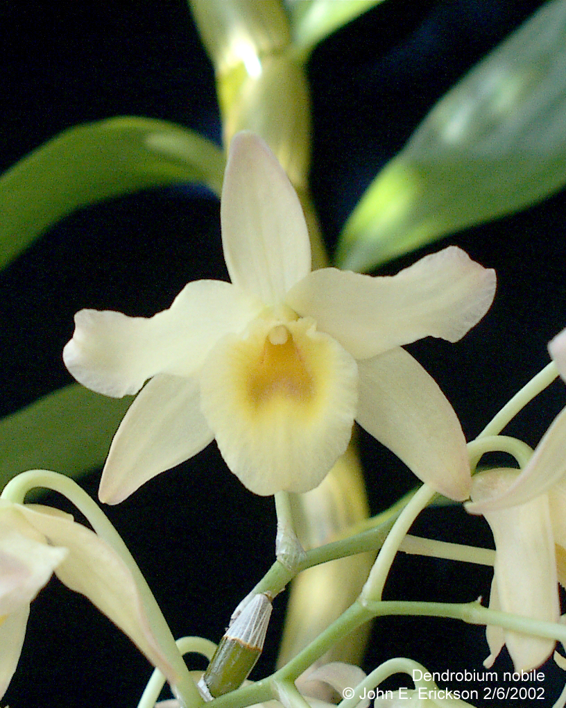 Dendrobium nobile (2)