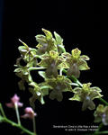 Dendrobium Ovozs Little Kiss x bifalce
