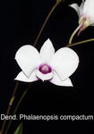 Dendrobium Phalaenopsis compactum