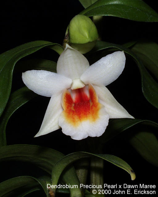 Dendrobium Precious Pearl x Dawn Maree