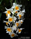 Dendrobium pulpebrae