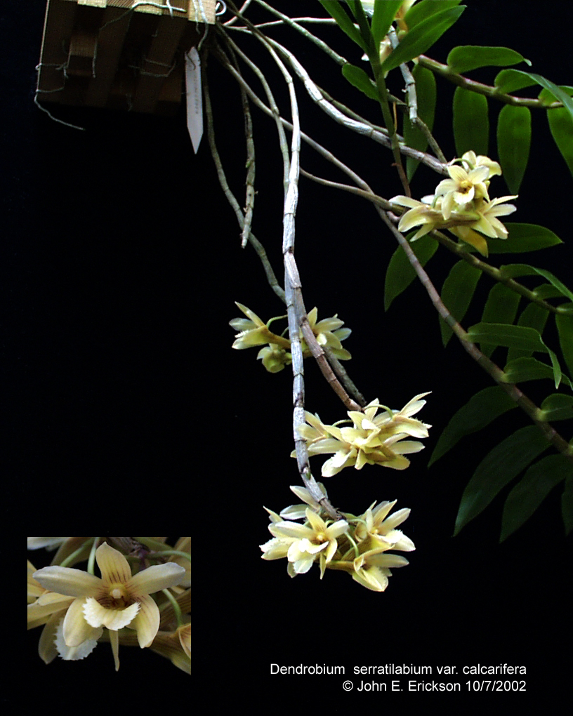 Dendrobium serratilabium var. calcarifera