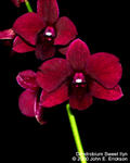 Dendrobium Sweet llyn
