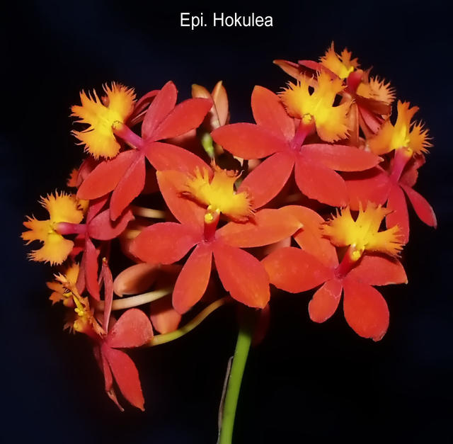 Epidendrum Hokulea