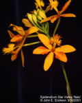 Epidendrum Star Valley Nalo