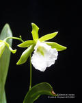 Epidendrum mariae